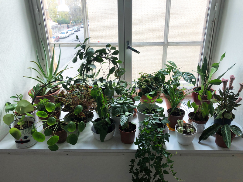Plants wanted4